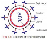 Medical Virology